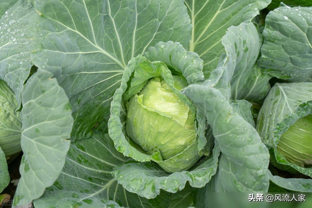 農(nóng)藥甘藍(lán)可以打辣椒嗎_甘藍(lán)農(nóng)藥多嗎_農(nóng)藥甘藍(lán)代表什么