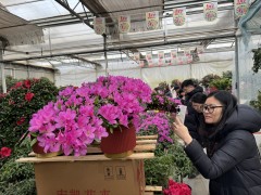 北京綠植花卉集散分撥中心迎年宵花采購高峰，今年銷量或增長一半