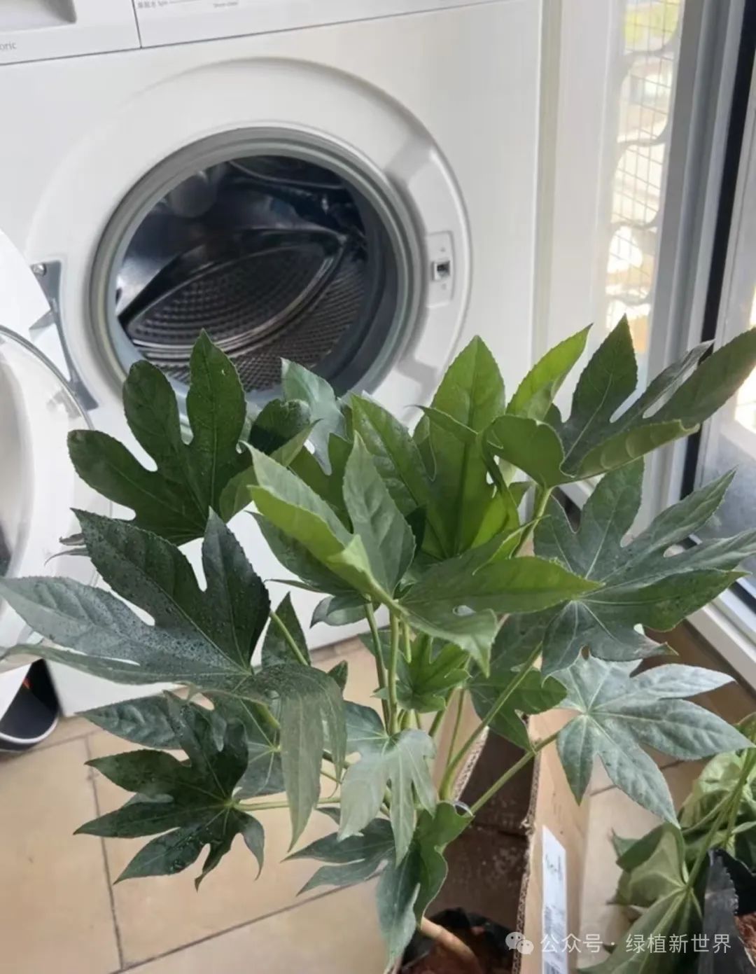 大型室內(nèi)綠植哪個(gè)好養(yǎng)活_好養(yǎng)的室內(nèi)綠植大型_室內(nèi)養(yǎng)大型綠植好嗎