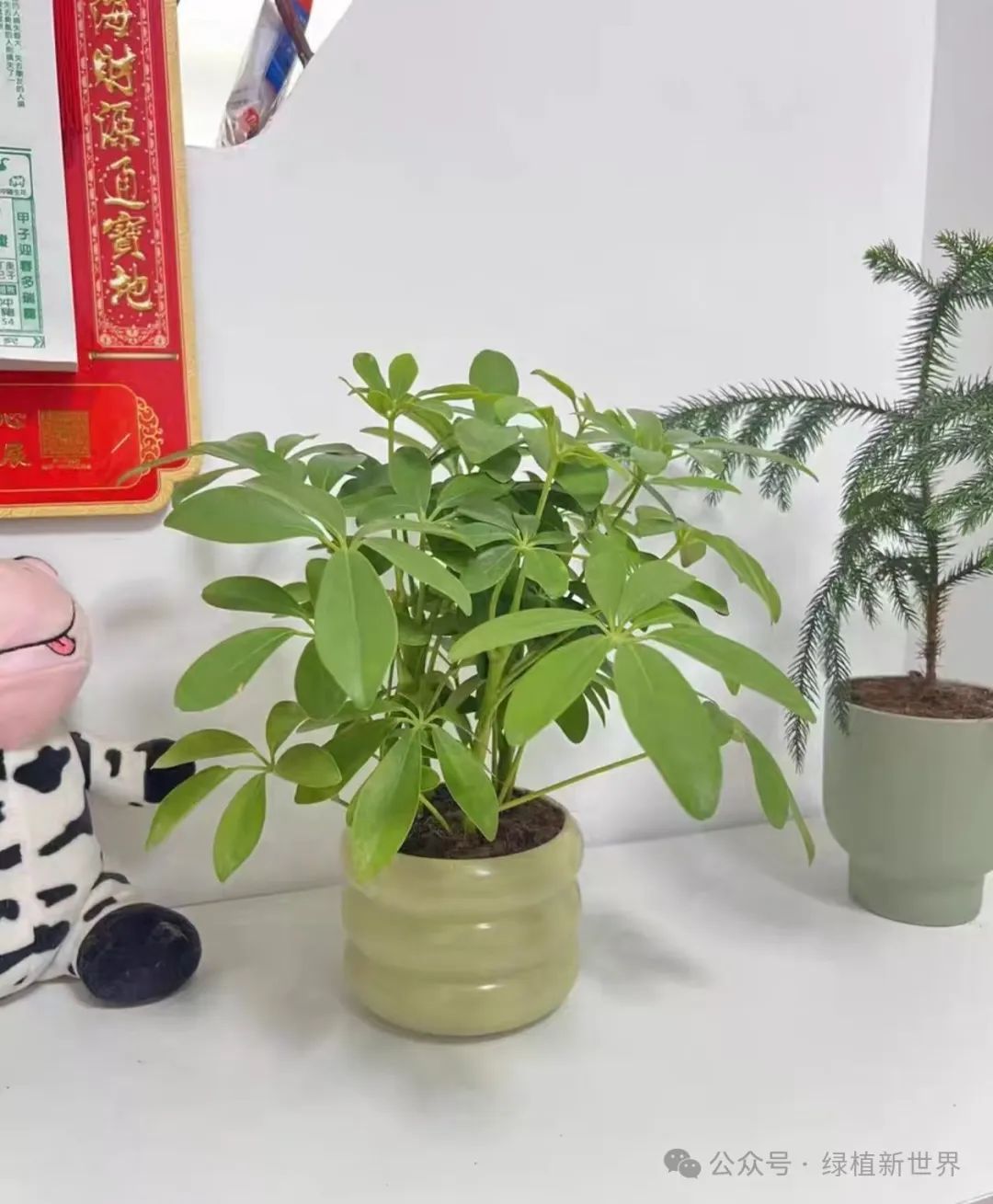 大型室內(nèi)綠植哪個(gè)好養(yǎng)活_好養(yǎng)的室內(nèi)綠植大型_室內(nèi)養(yǎng)大型綠植好嗎