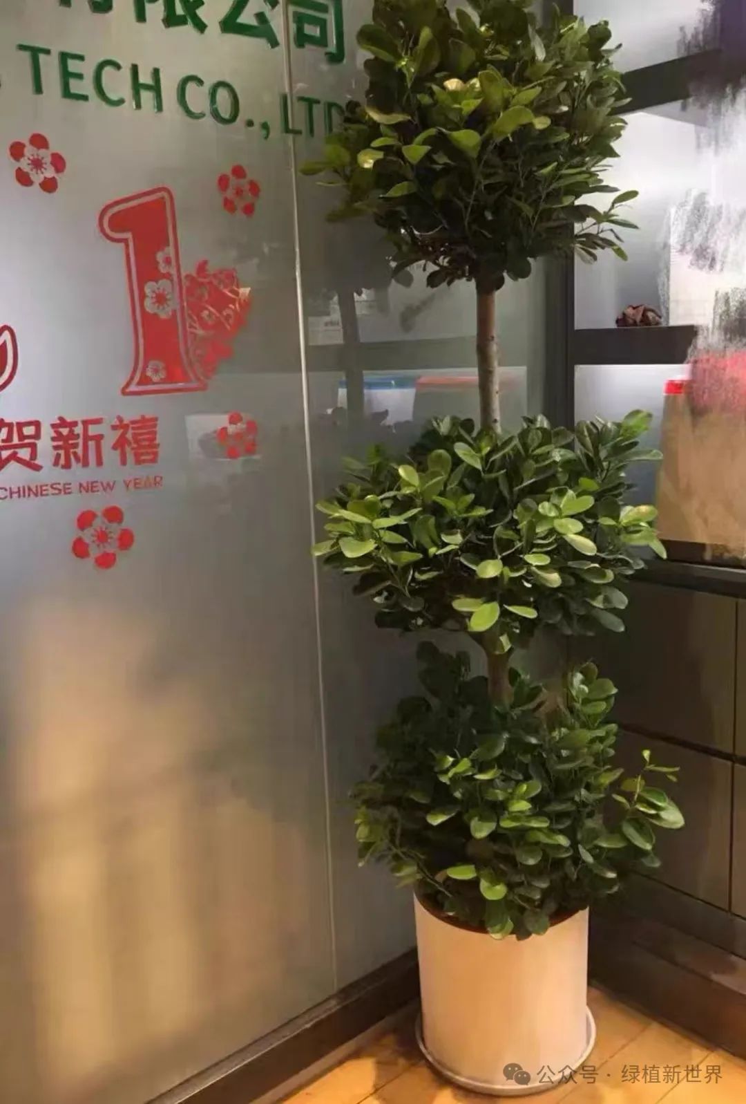 大型室內(nèi)綠植哪個(gè)好養(yǎng)活_好養(yǎng)的室內(nèi)綠植大型_室內(nèi)養(yǎng)大型綠植好嗎