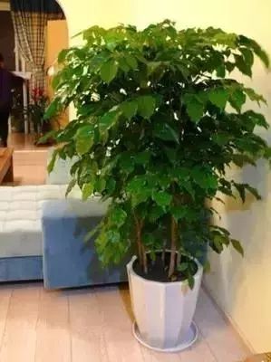 放在室內的綠植_室內綠植放在外面淋雨好嗎視頻_室內綠植放在高處好嗎