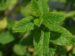 薄荷的種植方法介紹！如何區分真假？