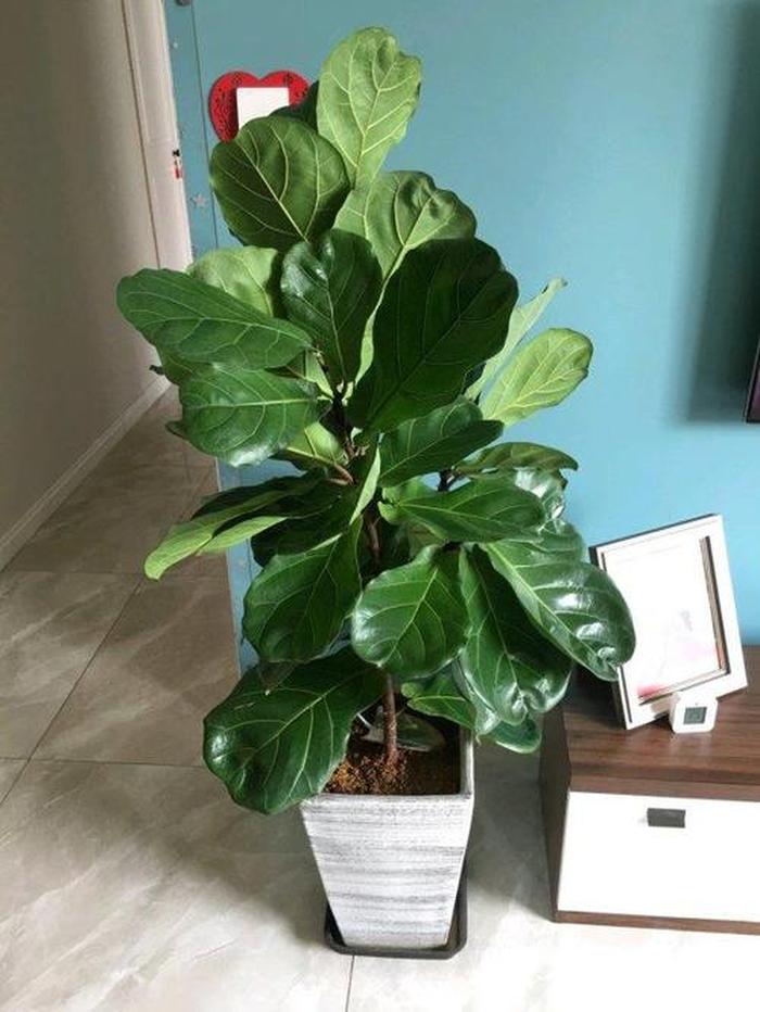 耐熱耐寒的大綠植_耐寒耐熱大型綠植_耐熱耐寒好養(yǎng)的綠化花卉