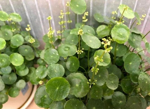 室內養銅錢草好嗎_室內養銅錢草好嗎_室內養銅錢草好嗎