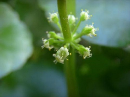 室內養銅錢草好嗎_室內養銅錢草好嗎_室內養銅錢草好嗎
