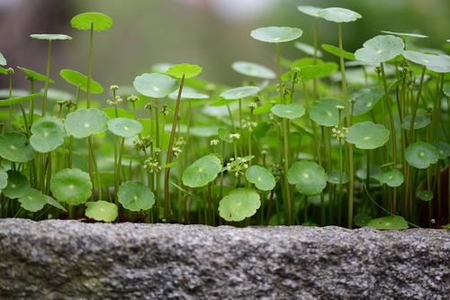 室內養銅錢草好嗎_室內養銅錢草好嗎_室內養銅錢草好嗎
