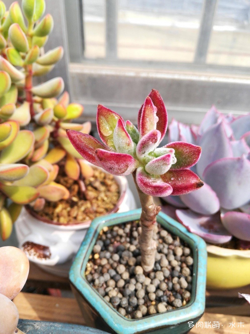 多肉植物達摩寶珠_達摩寶珠多肉好養嗎_達摩寶珠多肉太高怎么辦視頻