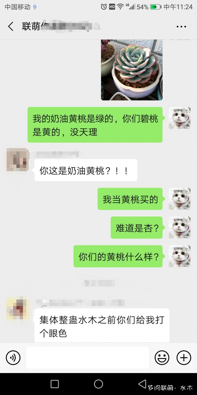 多肉植物達摩寶珠_達摩寶珠多肉太高怎么辦視頻_達摩寶珠多肉好養嗎