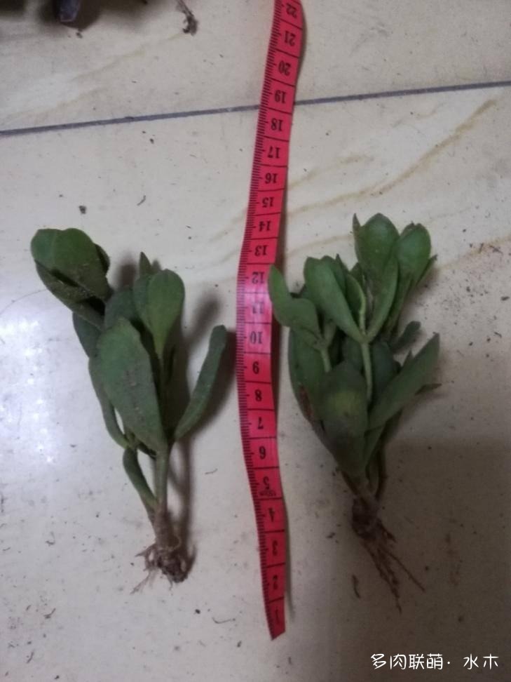 多肉植物達摩寶珠_達摩寶珠多肉太高怎么辦視頻_達摩寶珠多肉好養嗎