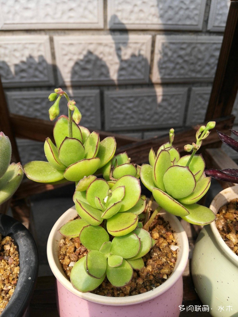 達摩寶珠多肉好養嗎_達摩寶珠多肉太高怎么辦視頻_多肉植物達摩寶珠