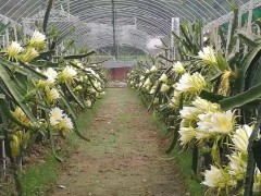 “火龍果種植技術11個經典問答！種植新手必看”