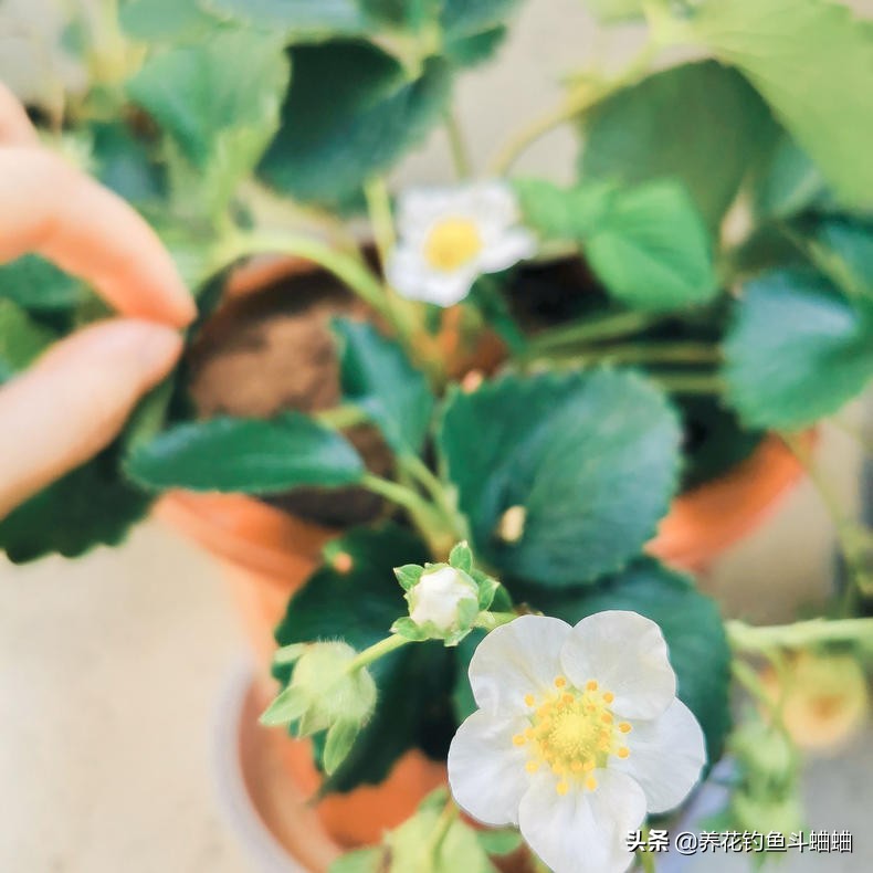 種植草莓什么土壤最好_種植草莓的最佳時間_如何種植草莓