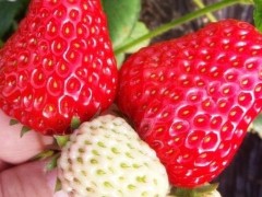 “手把手教你在家種草莓，8天發芽，3個月花多數不清，草莓摘不停”