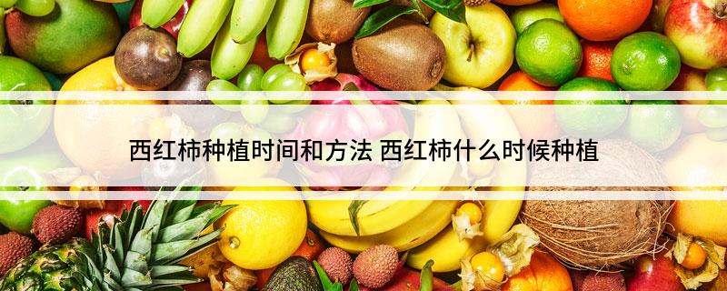 番茄種植時候施什么肥_番茄什么時候種植_番茄種植時期