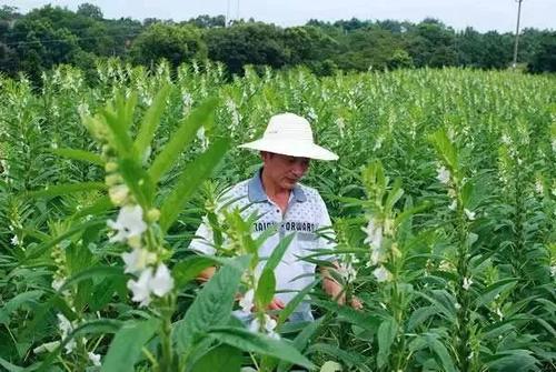花生苗種植方法視頻_花生苗的種植方法_水培花生苗的種植方法